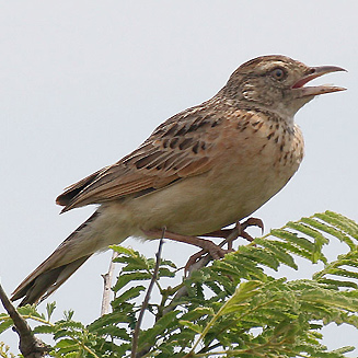 Mirafra africana (Rufous-naped lark) 
