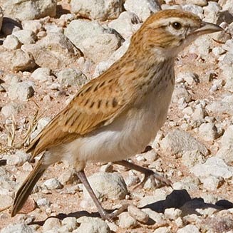 Calendulauda africanoides (Fawn-coloured lark)