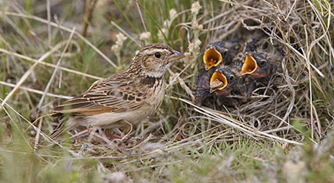 Mirafra cheniana (Melodious lark)