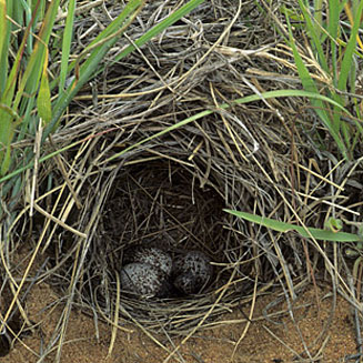 Mirafra africana (Rufous-naped lark)