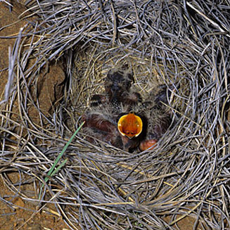 Mirafra fasciolata (Eastern clapper lark)