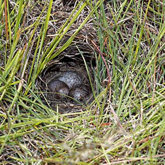 Heteromirafra ruddi (Rudd's lark)