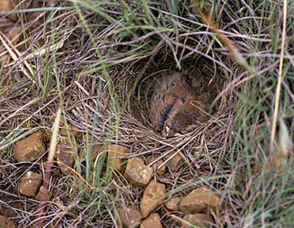 Certhilauda semitorquata (Eastern Long-billed lark)