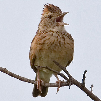 Mirafra africana (Rufous-naped lark) 