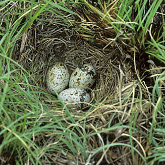 Chersomanes albofasciata (Spike-heeled lark)