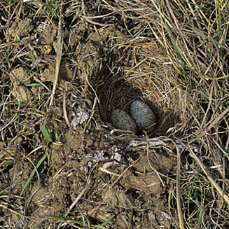 Calandrella cinerea (Red-capped lark)