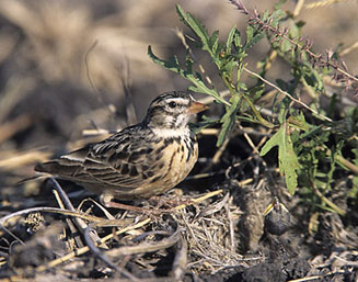 Spizocorys conirostris (Pink-billed lark)