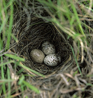 Spizocorys fringillaris (Botha's lark)