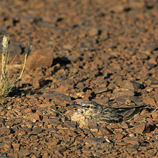 Spizocorys sclateri (Sclater's lark)