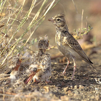 Spizocorys starki (Stark's lark)