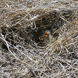 Galerida magnirostris (Large-billed lark, Thickbilled lark)