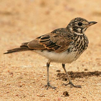 Pinarocorys nigricans (Dusky lark)