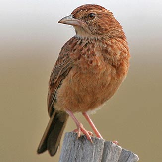 Mirafra fasciolata (Eastern clapper lark)