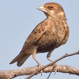 Eremopterix leucotis (Chestnut-backed sparrowlark, Chestnutbacked finchlark)