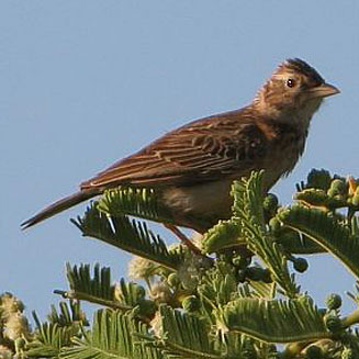Mirafra passerina (Monotonous lark)