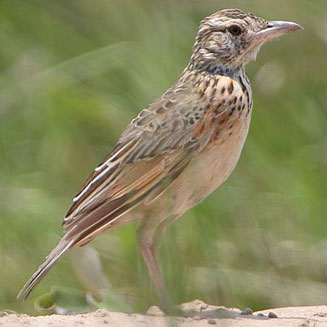 Mirafra africana (Rufous-naped lark) 