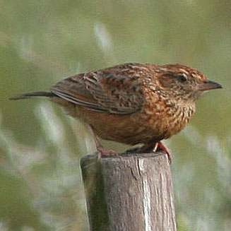 Mirafra apiata (Cape clapper lark)