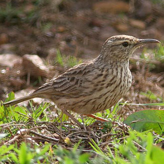 Certhilauda brevirostris (Agulhas Long-billed lark) 