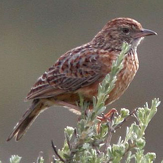 Mirafra apiata (Cape clapper lark)