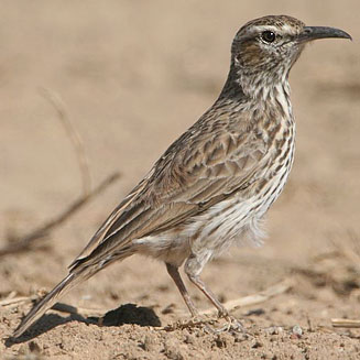 Certhilauda curvirostris (Cape Long-billed lark) 
