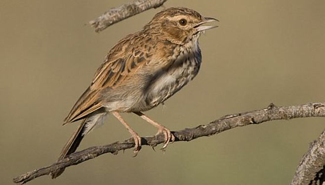 Calendulauda africanoides (Fawn-coloured lark)