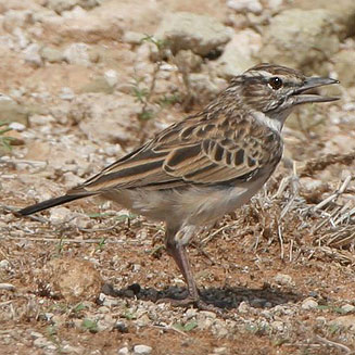 Calendulauda sabota (Sabota lark)