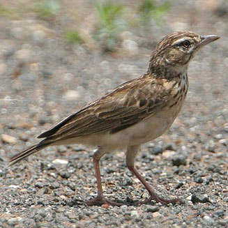 Calendulauda sabota (Sabota lark)
