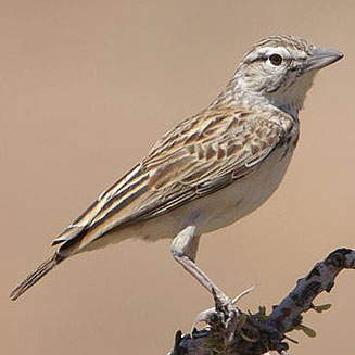 Calendulauda sabota (Sabota lark)