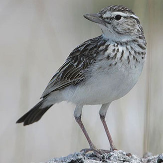 Calendulauda sabota (Sabota lark)