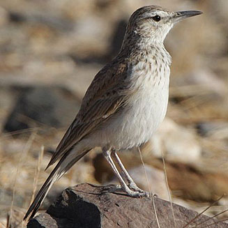 Certhilauda benguelensis (Benguela Long-billed lark) 