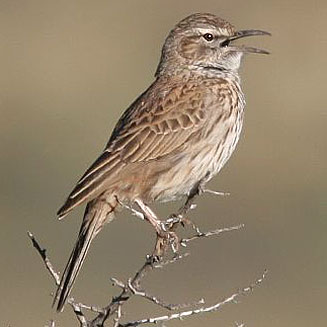 Certhilauda subcoronata (Karoo Long-billed lark)