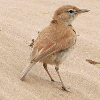 Calendulauda erythrochlamys (Dune lark) 