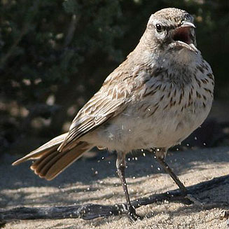 Calendulauda barlowi (Barlow's lark) 