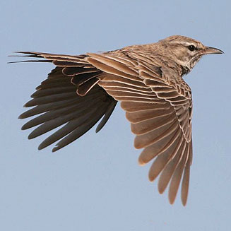 Calendulauda barlowi (Barlow's lark) 