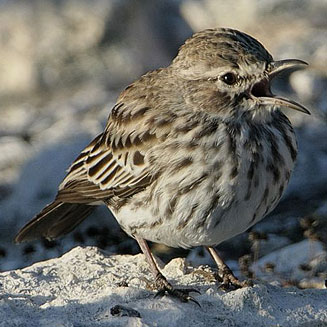 Calendulauda albescens (Karoo lark)