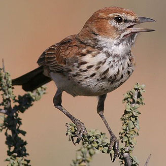 Calendulauda burra (Red lark) 