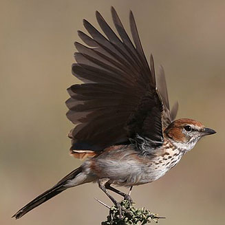 Calendulauda burra (Red lark) 