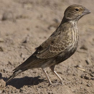 Eremopterix verticalis (Grey-backed sparrowlark, Greybacked finchlark)