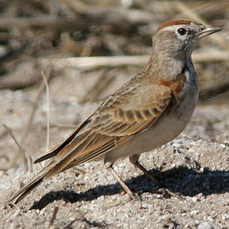 Calandrella cinerea (Red-capped lark)