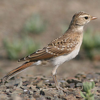 Calandrella cinerea (Red-capped lark)