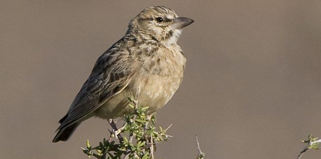 Spizocorys sclateri (Sclater's lark) 