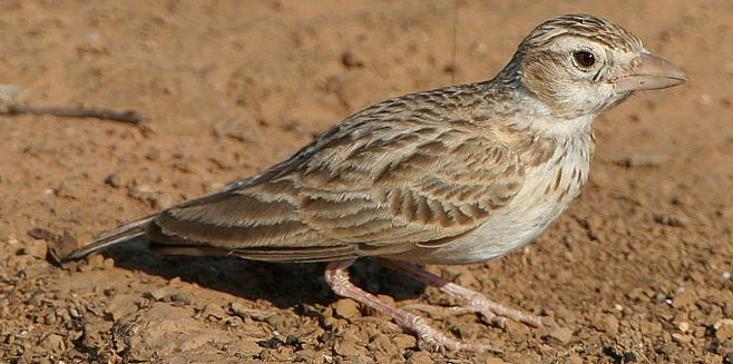 Spizocorys starki (Stark's lark) 