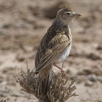 Spizocorys starki (Stark's lark) 
