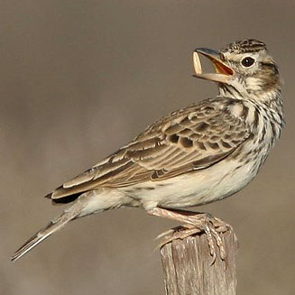 Galerida magnirostris (Large-billed lark, Thickbilled lark)