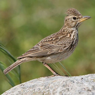 Galerida magnirostris (Large-billed lark, Thickbilled lark)