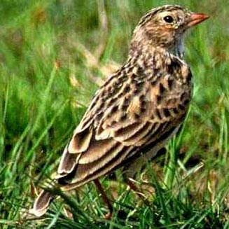 Spizocorys fringillaris (Botha's lark) 