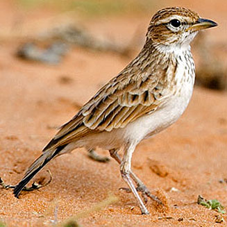 Calendulauda africanoides (Fawn-coloured lark) 