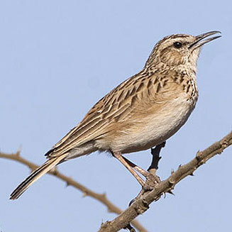 Certhilauda chuana (Short-clawed lark) 