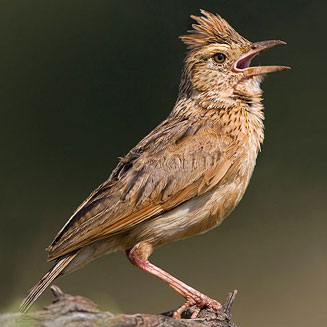 Mirafra africana (Rufous-naped lark) 