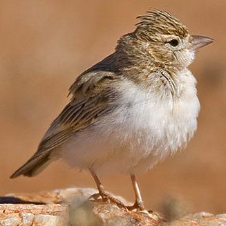 Spizocorys starki (Stark's lark) 